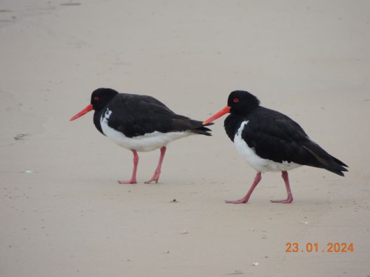 Birds Bakers Beach